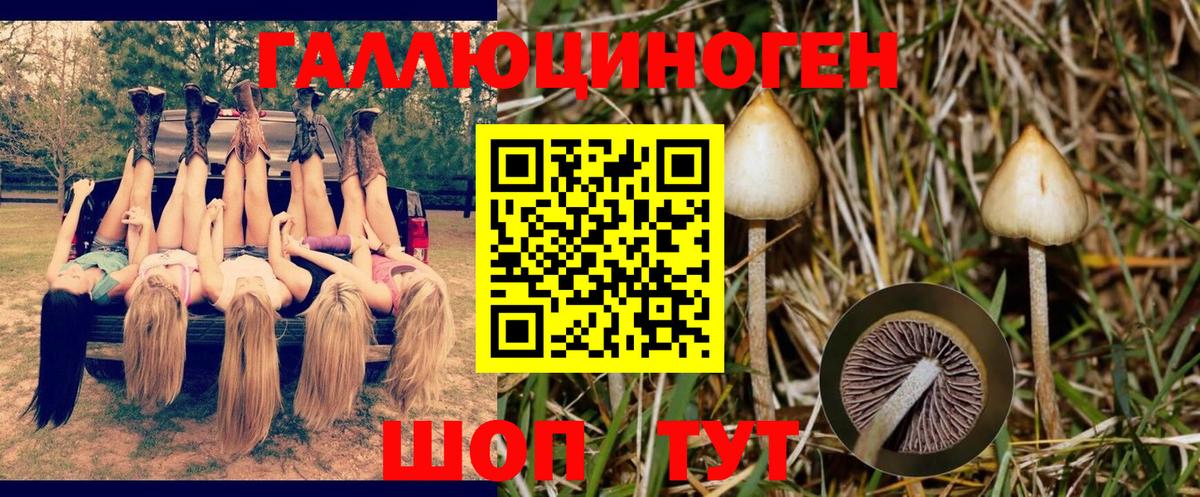 Псилоцибиновые грибы Psilocybe  Вход с VPN  Отрадное 